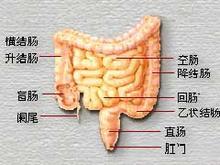 为什么不良的排便习惯会造成便秘？